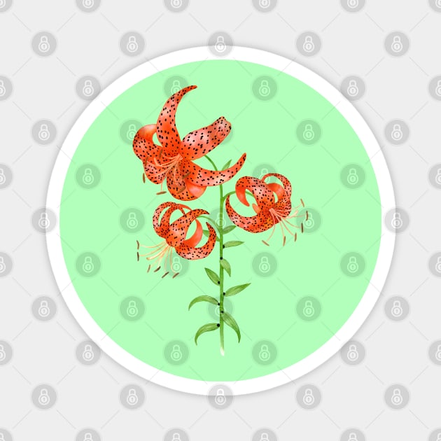 Tiger Lilies (Lilium lancifolium) Magnet by illucalliart